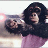 Chimp with Gun.gif
