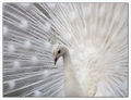 Albinopeacock.jpg